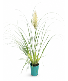 Pampas Grass ‘Pumila’ (FLOWERING with plume) 4L pot