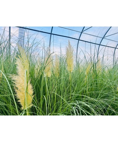 Pampas Grass ‘Pumila’ (FLOWERING with plume) 4L pot