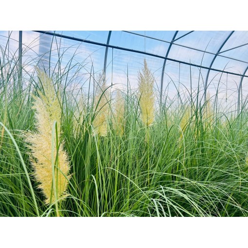 Pampas Grass ‘Pumila’ (FLOWERING with plume) 4L pot