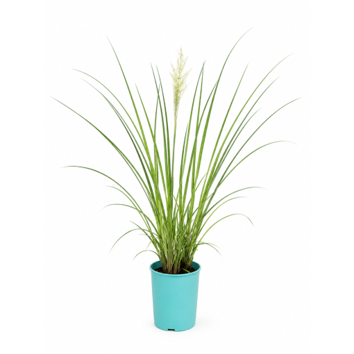 Pampas Grass ‘Pumila’ (FLOWERING with plume) 4L pot