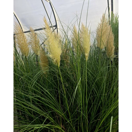 Pampas Grass ‘Pumila’ (FLOWERING with plume) 4L pot