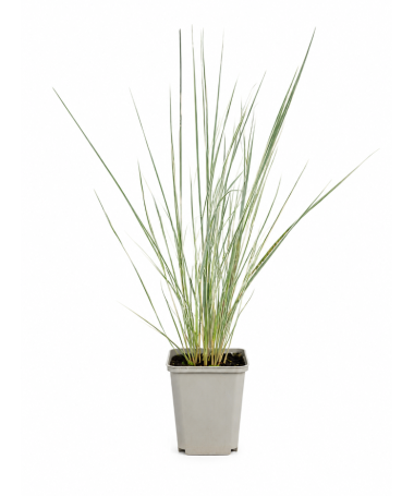 Feather Reed Grass Calamagrostis × acutiflora ‘Overdam’ P9/C1