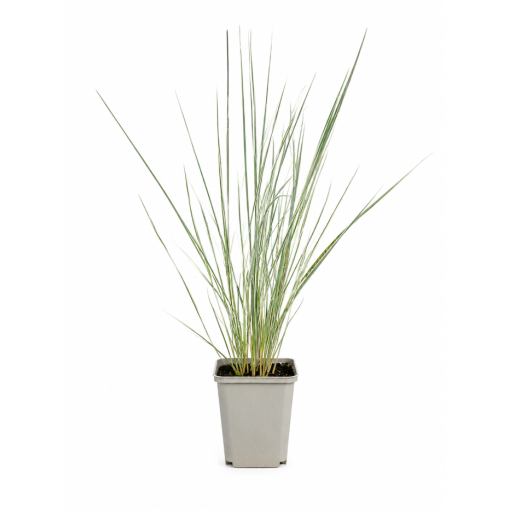 Feather Reed Grass Calamagrostis × acutiflora ‘Overdam’ P9/C1