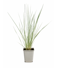 Feather Reed Grass Calamagrostis × acutiflora ‘Overdam’ P9/C1