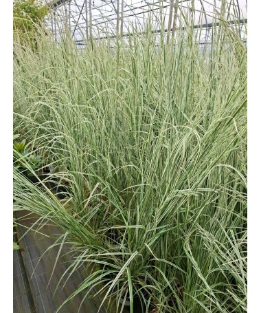Feather Reed Grass Calamagrostis × acutiflora ‘Overdam’ P9/C1