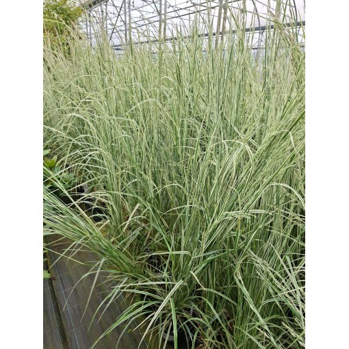 Feather Reed Grass Calamagrostis × acutiflora ‘Overdam’ P9/C1