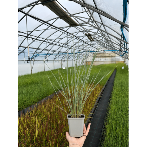 Feather Reed Grass Calamagrostis × acutiflora ‘Overdam’ P9/C1