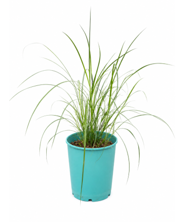 Chinese Miscanthus 'Herman Mussel' pot, 4L