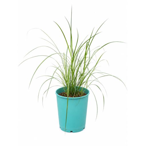Chinese Miscanthus 'Herman Mussel' pot, 4L