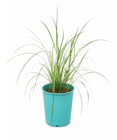Chinese Miscanthus 'Herman Mussel' pot, 4L
