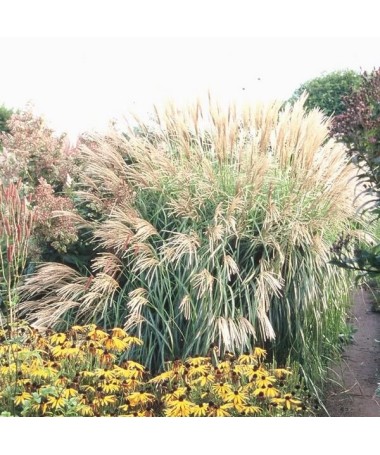 Chinese Miscanthus 'Herman Mussel' pot, 4L
