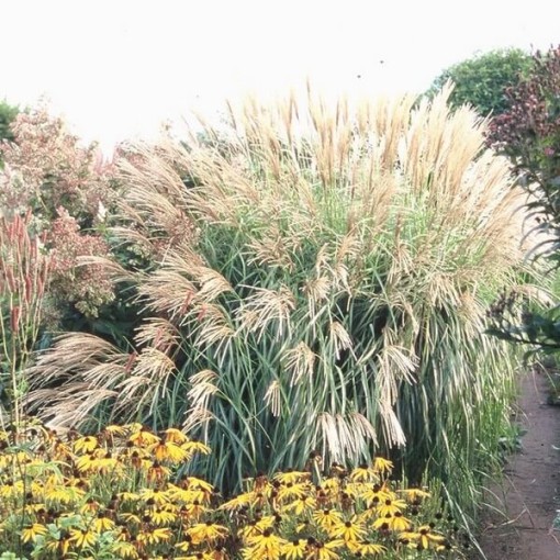 Chinese Miscanthus 'Herman Mussel' pot, 4L