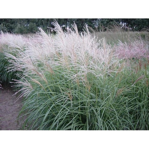 Chinese Miscanthus 'Herman Mussel' pot, 4L