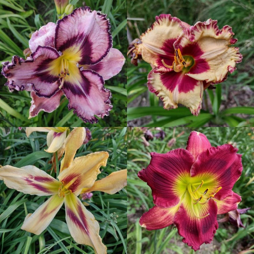 Daylily 'Happy Surprise' 2L