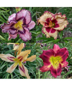 Daylily 'Happy Surprise' 2L