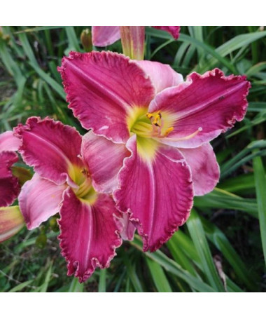 Daylily 'Happy Surprise' 2L