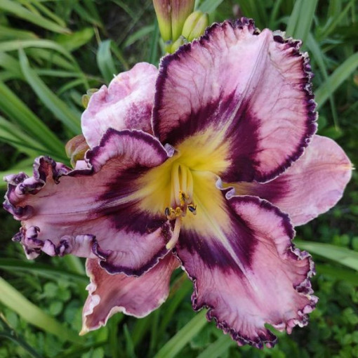 Daylily 'Happy Surprise' 2L