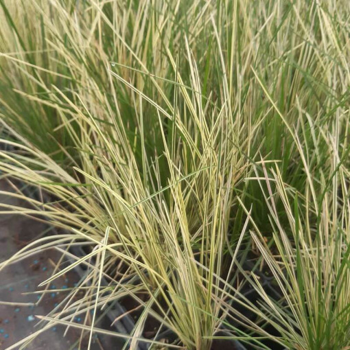 Tufted Hairgrass 'Northern Lights', pot 2L