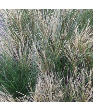 Tufted Hairgrass 'Northern Lights', pot 2L