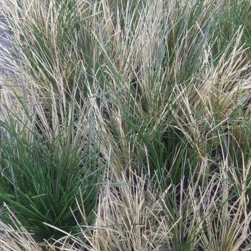 Tufted Hairgrass 'Northern Lights', pot 2L