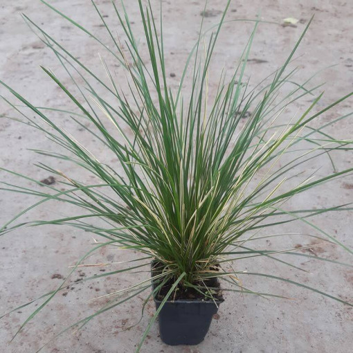 Tufted Hairgrass 'Northern Lights', pot 2L