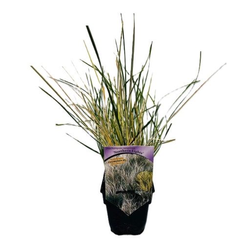 Tufted Hairgrass 'Northern Lights'