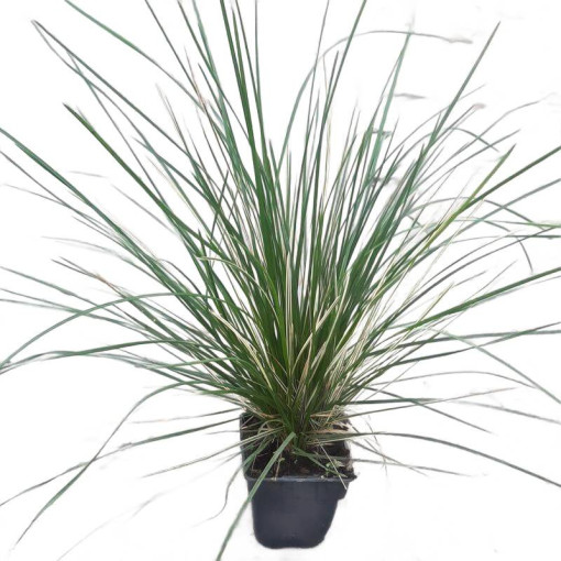 Tufted Hairgrass 'Northern Lights'