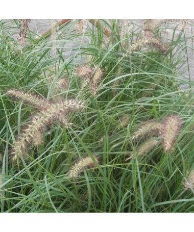Japanese Fountain Grass LADY U, pot 2L