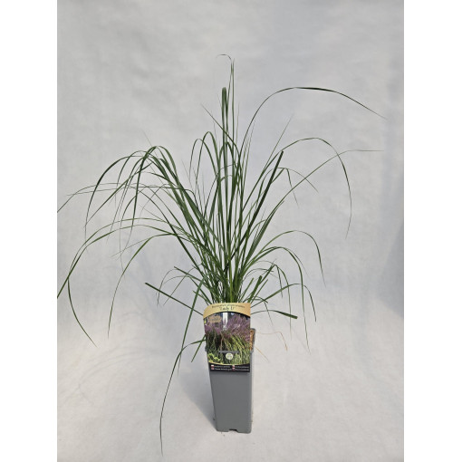 Japanese Fountain Grass LADY U, pot 2L