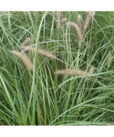 Japanese Fountain Grass LADY U