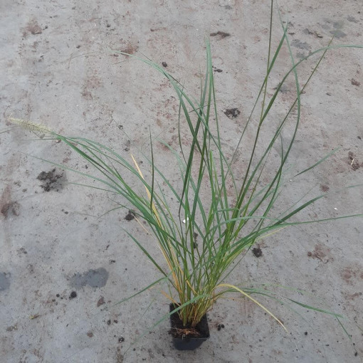 Japanese Fountain Grass LADY U