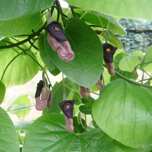 Dutchman's Pipe Vine P9/C1