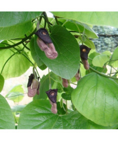 Dutchman's Pipe Vine P9/C1