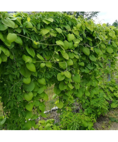 Dutchman's Pipe Vine P9/C1