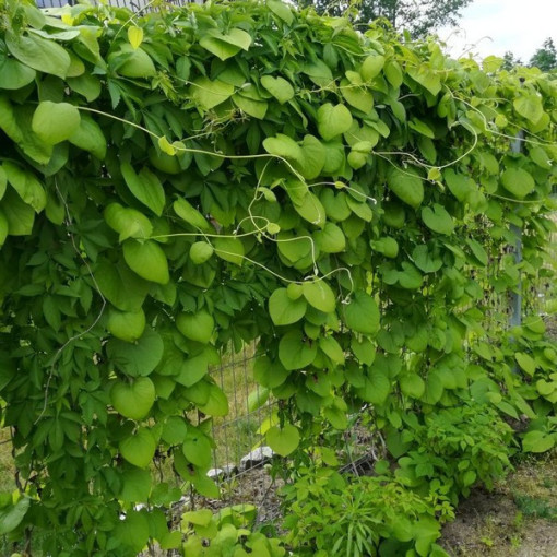 Dutchman's Pipe Vine P9/C1