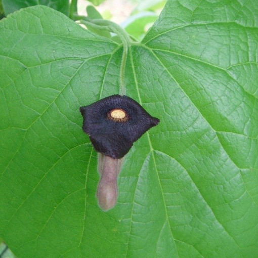 Dutchman's Pipe Vine P9/C1