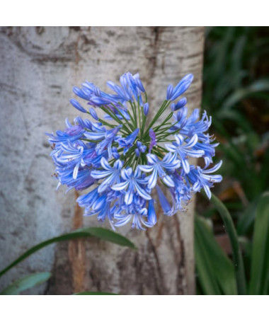 Blue Agapanthus (Agapanthus Africanus) seedlings 2l