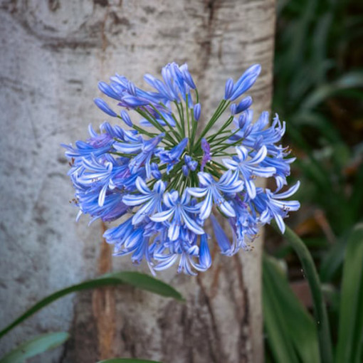 Blue Agapanthus (Agapanthus Africanus) seedlings 2l