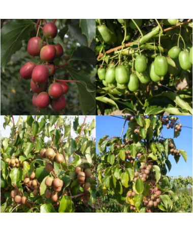Set of 4 pcs. Kiwi Actinidia MIX labeled
