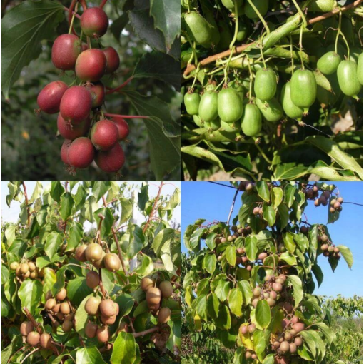 Set of 4 pcs. Kiwi Actinidia MIX labeled