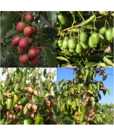 Set of 4 pcs. Kiwi Actinidia MIX labeled