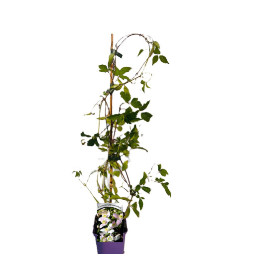 Clematis montana 'Chrysocoma' P9/C1 i 2l