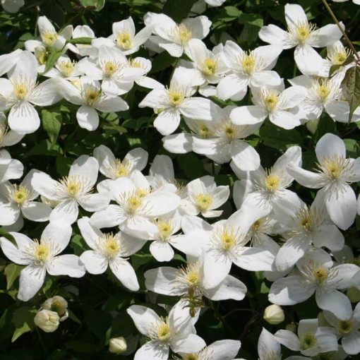 Clematis montana 'Chrysocoma' pot. 2L
