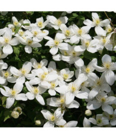 Clematis montana 'Chrysocoma' pot. 2L