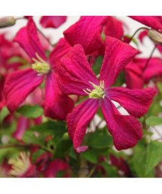 Clematis viticella 'Rubra'