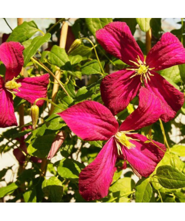 Clematis viticella 'Rubra'