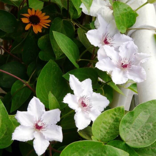 Clematis 'Maria Kaczyńska'