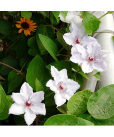 Clematis 'Maria Kaczyńska'