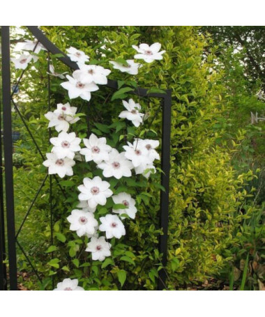 Clematis 'Maria Kaczyńska'