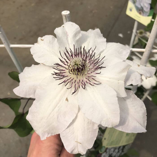 Clematis 'Maria Kaczyńska'